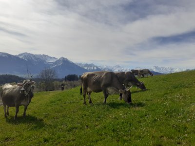 Unsere Kühe
