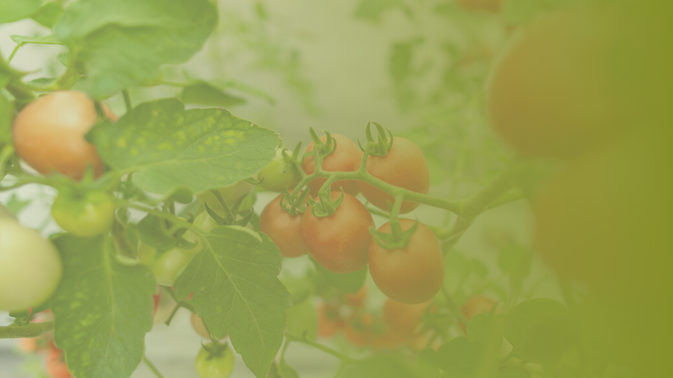 START-TEASER TOMATEN