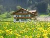 Frühling Andreashof Löwenzahn nah