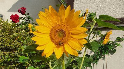 Sonnenblume