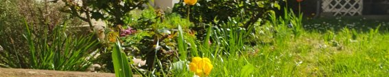 Frühling im Garten
