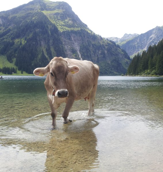 Kuh im Vilsalpsee