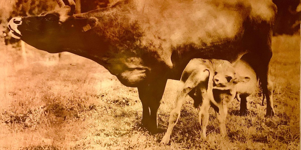 © Alfons Alt - Bestiarium la Suite