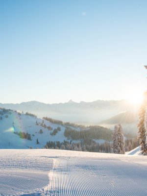 Eine ruhige Winterlandschaft mit schneebedeckten Bäumen, frischem Schnee und strahlendem Sonnenlicht im Hintergrund.