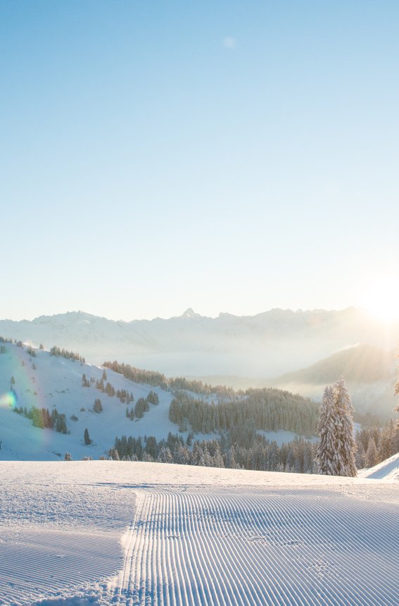 Eine ruhige Winterlandschaft mit schneebedeckten Bäumen, frischem Schnee und strahlendem Sonnenlicht im Hintergrund.