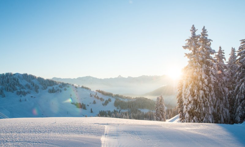 Eine ruhige Winterlandschaft mit schneebedeckten Bäumen, frischem Schnee und strahlendem Sonnenlicht im Hintergrund.