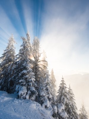 Die Sonne scheint durch die verschneiten Bäume in den Bergen an einem kalten Wintermorgen.
