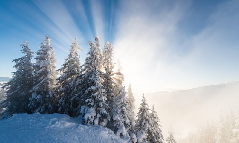 Die Sonne scheint durch die verschneiten Bäume in den Bergen an einem kalten Wintermorgen.