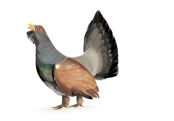 Auerhahn Groß