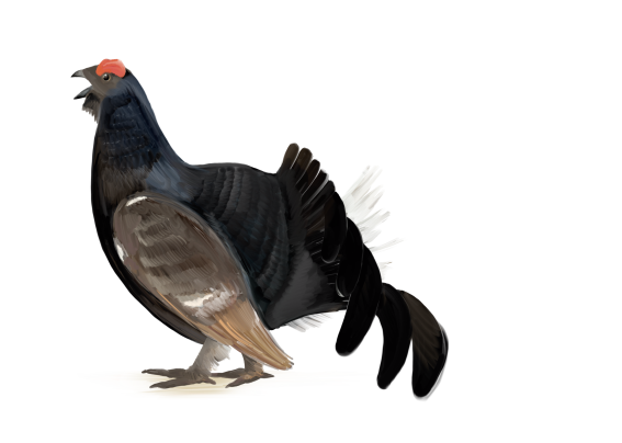 Birkhahn
