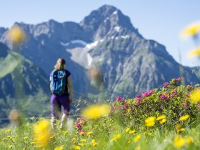 Alpenrosen Wandern Widderstein @Dominik Berchtold (3) (c) Dominik Berchtold - Kleinwalsertal Tourismus eGen   Fotograf Dominik B