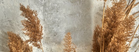 Dry-reed-panicles-bunch-against-gray-cement-wall