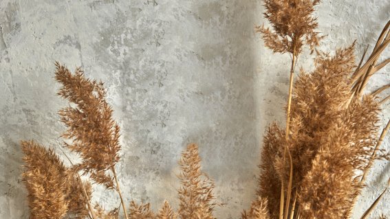 Dry-reed-panicles-bunch-against-gray-cement-wall
