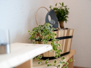 Ein Korb mit Pflanzen steht auf einem Tisch in einem hellen Raum. Die grünen Blätter bringen Leben in die Einrichtung.