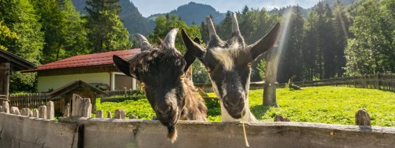 Zwei Ziegen schauen über einen Holzzaun auf eine grüne Wiese in den Bergen während des Tages.