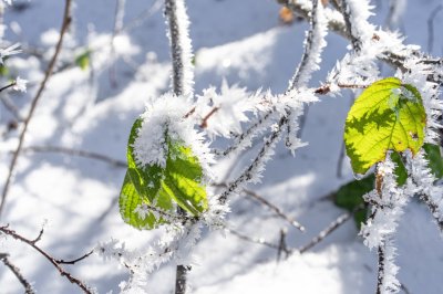 Grüne Blätter sind mit Frost bedeckt und wachsen an Zweigen in einer glitzernden Schneelandschaft unter klarem Himmel.