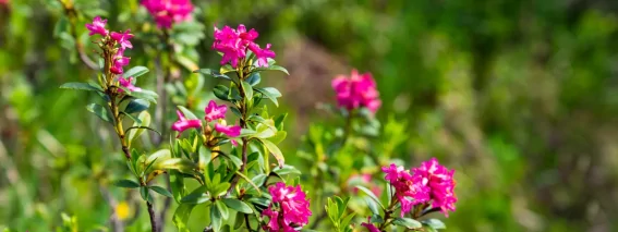 Blumen mit violetten blütten