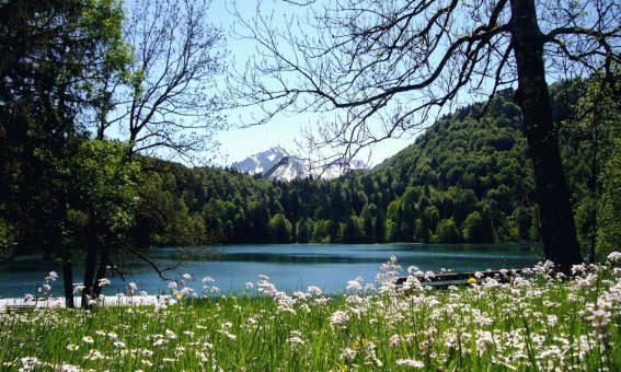 Freibergsee im Frühling