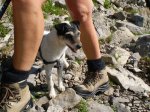 Bergwandern mit Hund