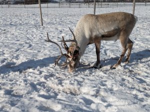 Ein Rentier steht auf einer schneebedeckten Wiese und frisst Gras. Die Landschaft ist winterlich und ruhig.