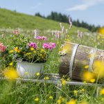 Einfach schön, der Allgäuer Bergsommer!