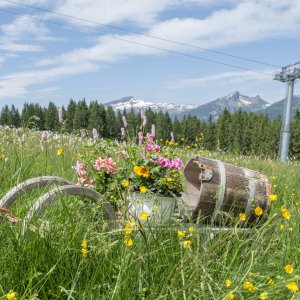 Natur pur direkt vor der Haustür