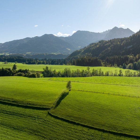 Sommerliche Wiesenlandschaft bei Obermaiselstein-Ried mit Blick auf die Allgäuer Alpen Weite, sattgrüne Wiesen und Wälder bei Obermaiselstein-Ried im Oberallgäu, im Hintergrund die Gipfel der Allgäuer Alpen unter blauem Himmel – ideale Wander- und Radregion rund um die Bergheimat Ferienwohnungen.