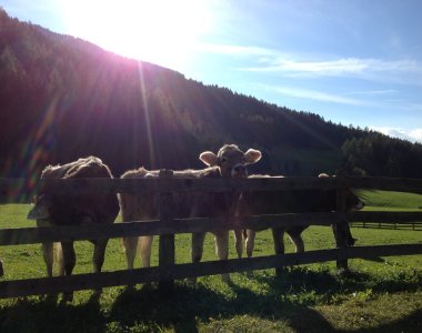 Neugierige Kälber am Weidezaun im Gegenlicht der Sommersonne – Bergheimat Ferienwohnungen in Obermaiselstein-Ried im Allgäu.