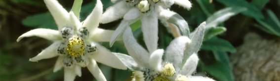 Edelweiss