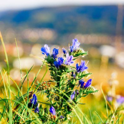 Wiesenblumen