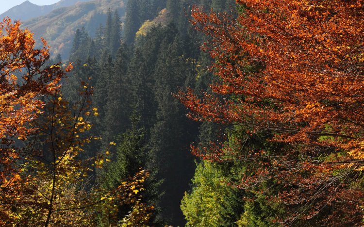 Herbstimmung im Baerguendletal