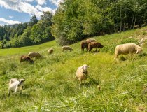 26.08.20 Jauchen Karatsbichl-1-031