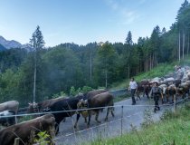 Oberstdorfer Viehscheid 13.09-008 Kopie