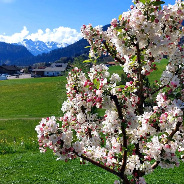 Bergzauber Maiwonne Krischbluete