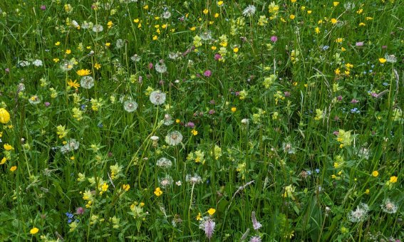 Sommerwiese