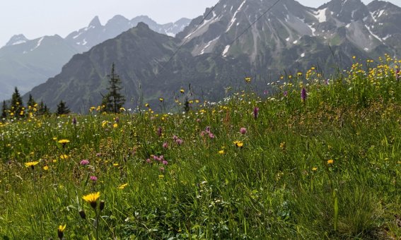 Bild Wiesenblumen mit Berge