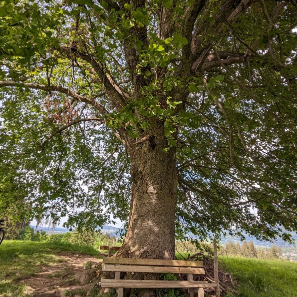 Unter einem großen Baum mit dichtem Laub befindet sich eine gemütliche Bank, ideal zum Entspannen und Beobachten.