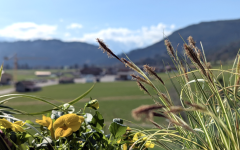 Blumen und hohes Gras stehen vor einer grünen Wiese. Im Hintergrund sind Berge und ein blauer Himmel sichtbar.