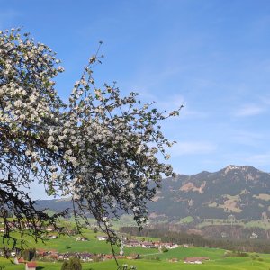Blick auf Obermaiselstein von Haubenegg