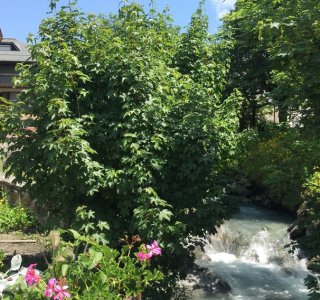 Megeve Summer Impressions 2
