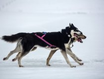 Megeve Dogsledding 2