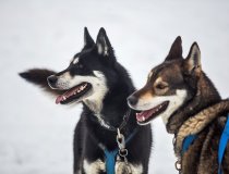 Megeve Dogsledding 5