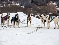 Megeve Dogsledding 6
