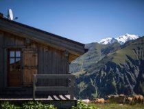 Megeve Happy Cows 7