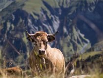 Megeve Happy Cows 8