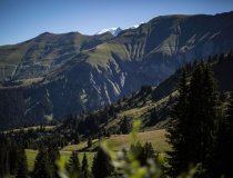 Megeve Happy Cows 10