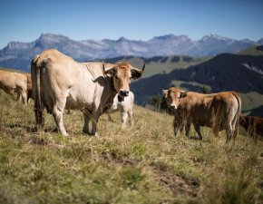 Megeve Happy Cows 1