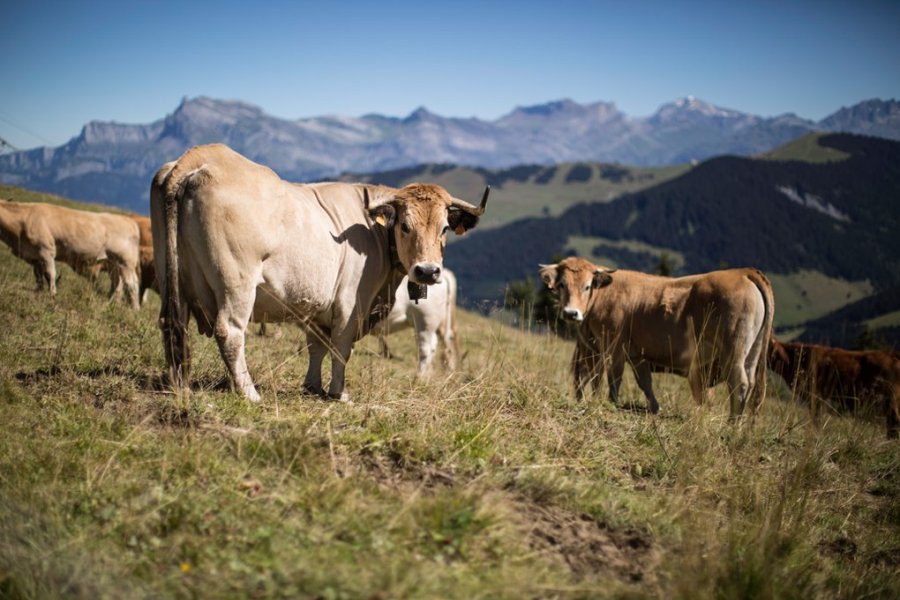 Megeve Happy Cows 1
