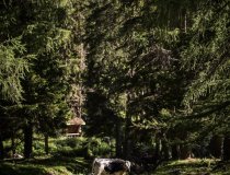 Sankt Anton am Arlberg In der Ruhe liegt die Kraft  2