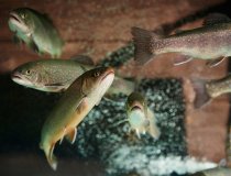Lech Zürs am Arlberg Fischteich   1